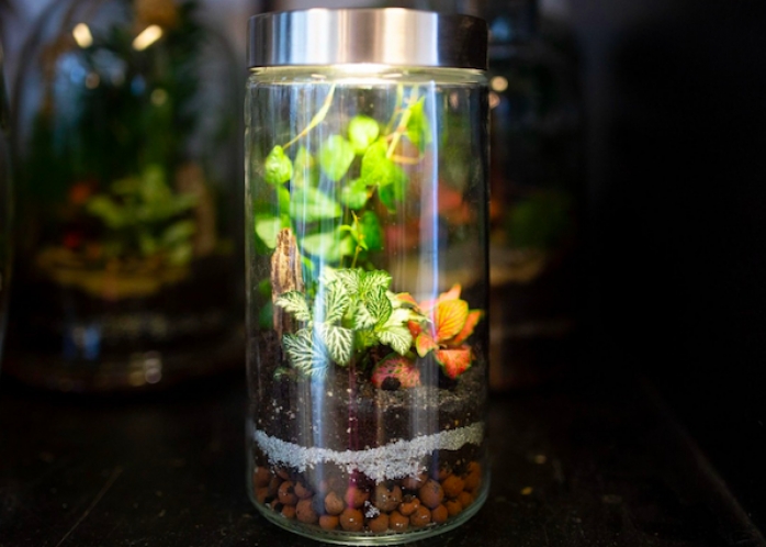 Création d'un terrarium