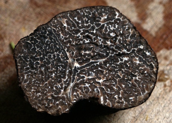 Une journée unique autour de la truffe